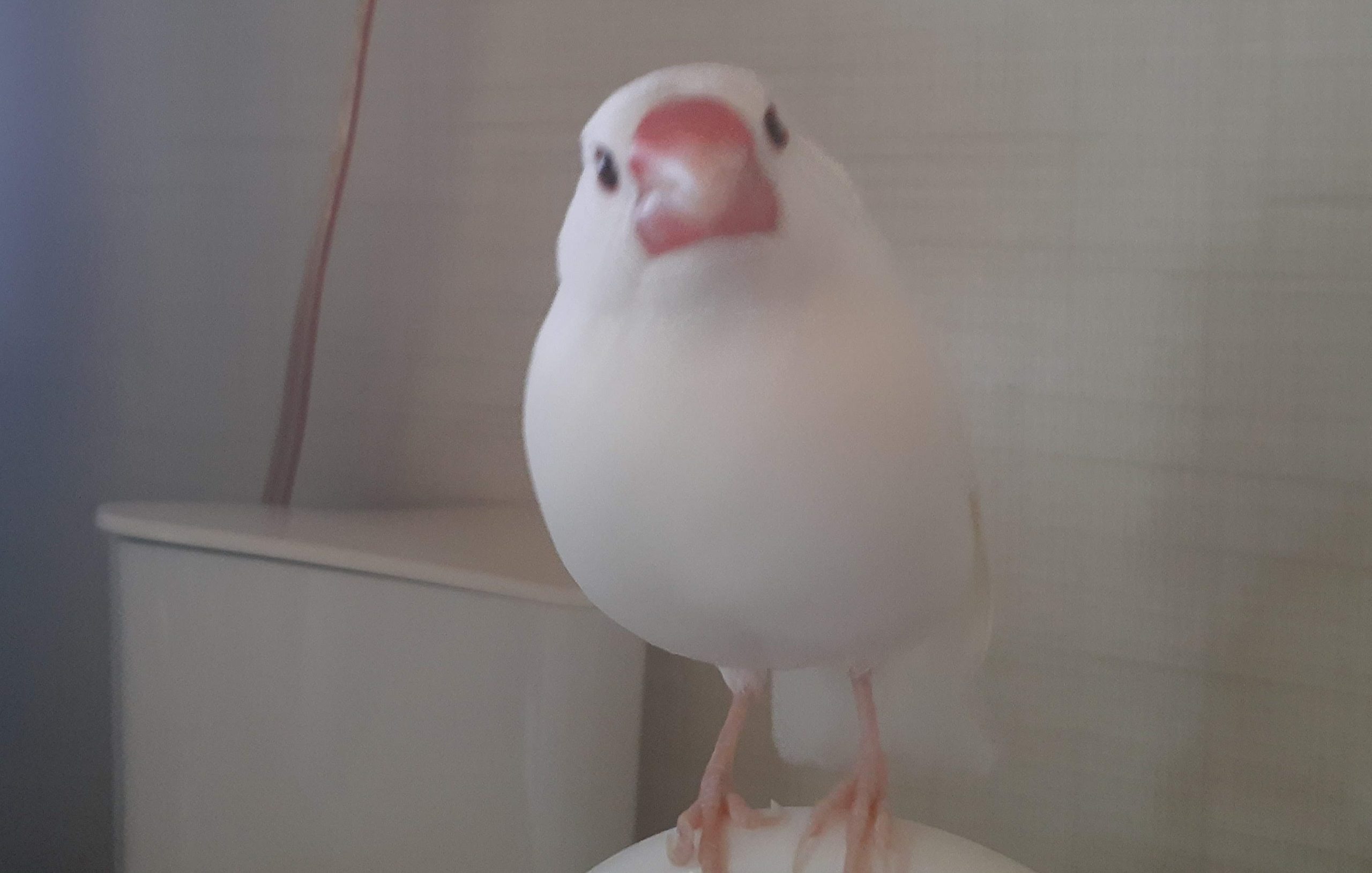 文鳥の写真を撮るのが難しい そこそこちこ